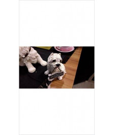 CHIEN DECO PM