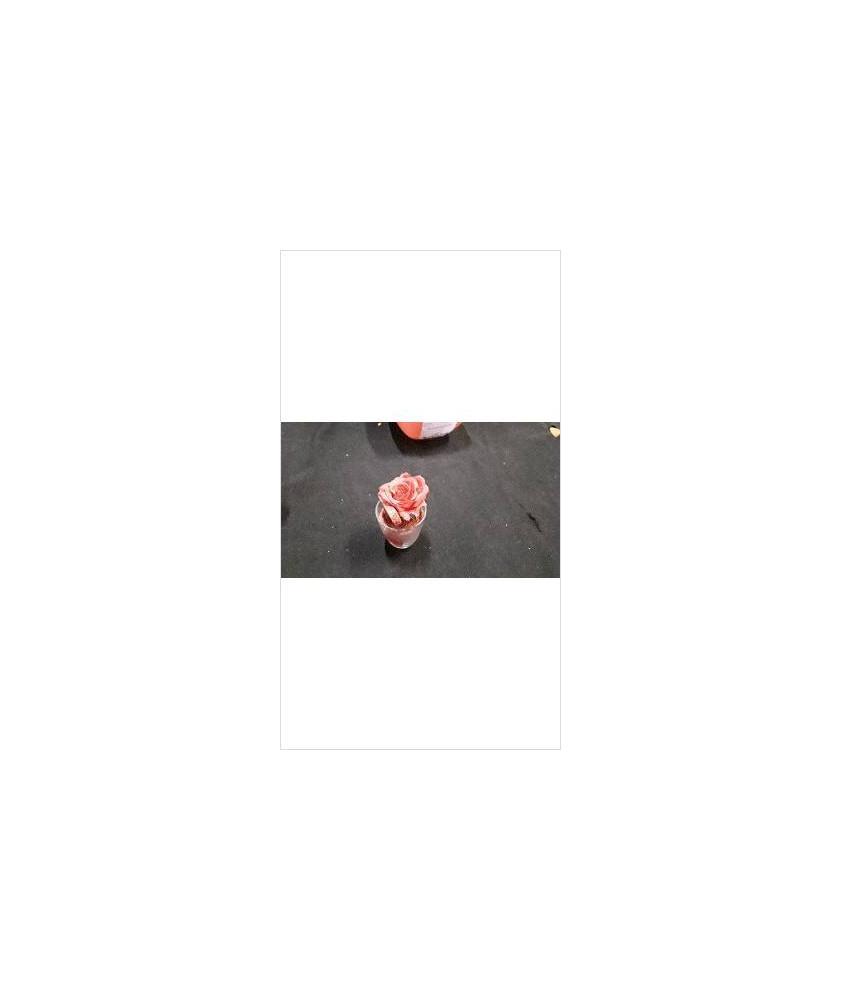 DECO ROSE