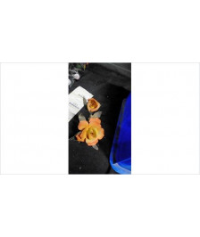 DECO FLEUR
