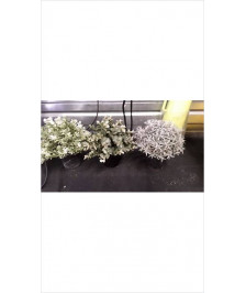 PLANTE ARTIFICIELLE 