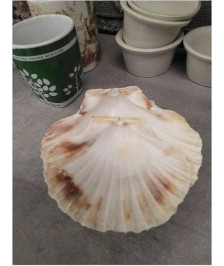 COQUILLE LE LOT