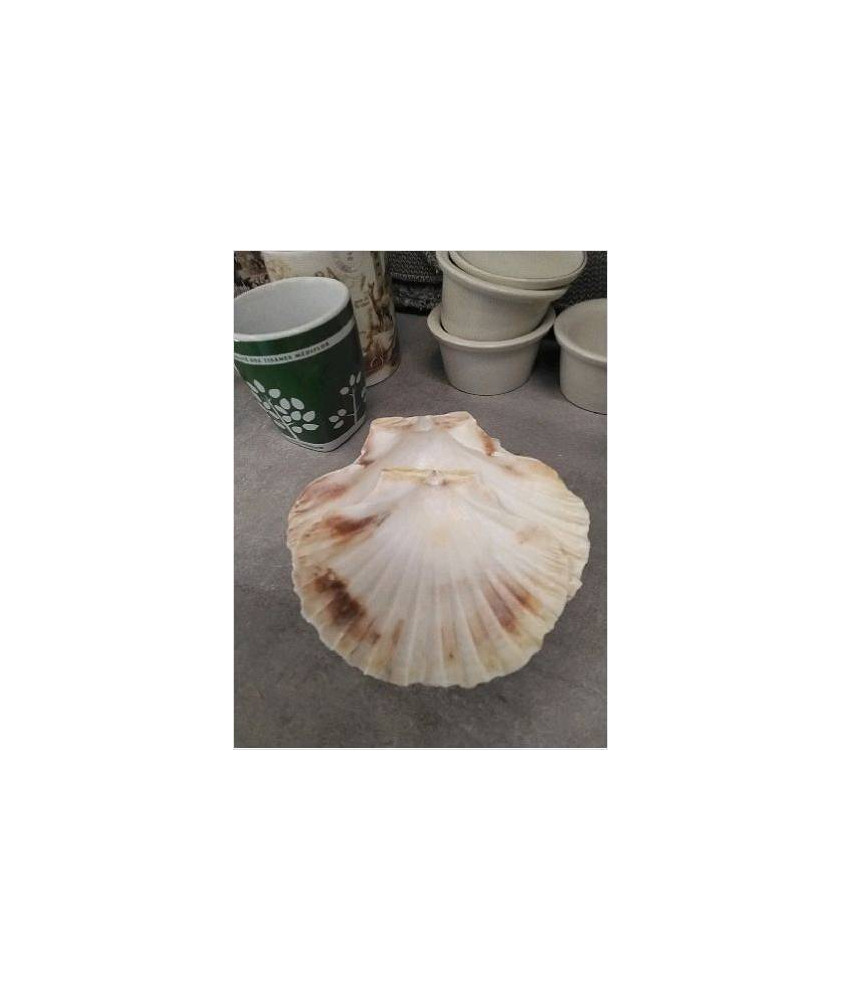 COQUILLE LE LOT