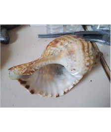 COQUILLE TRITON