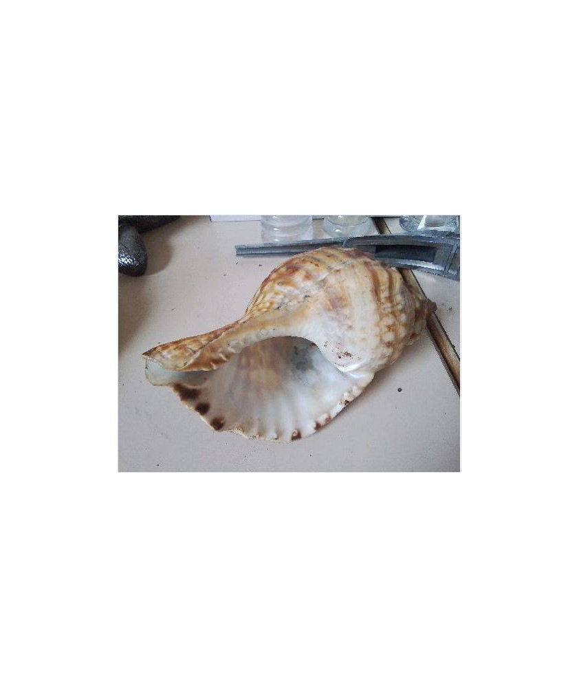COQUILLE TRITON