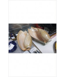 COQUILLAGE GM