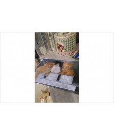 SET DE TABLE CHATONS
