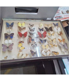 CADRE PAPILLONS 