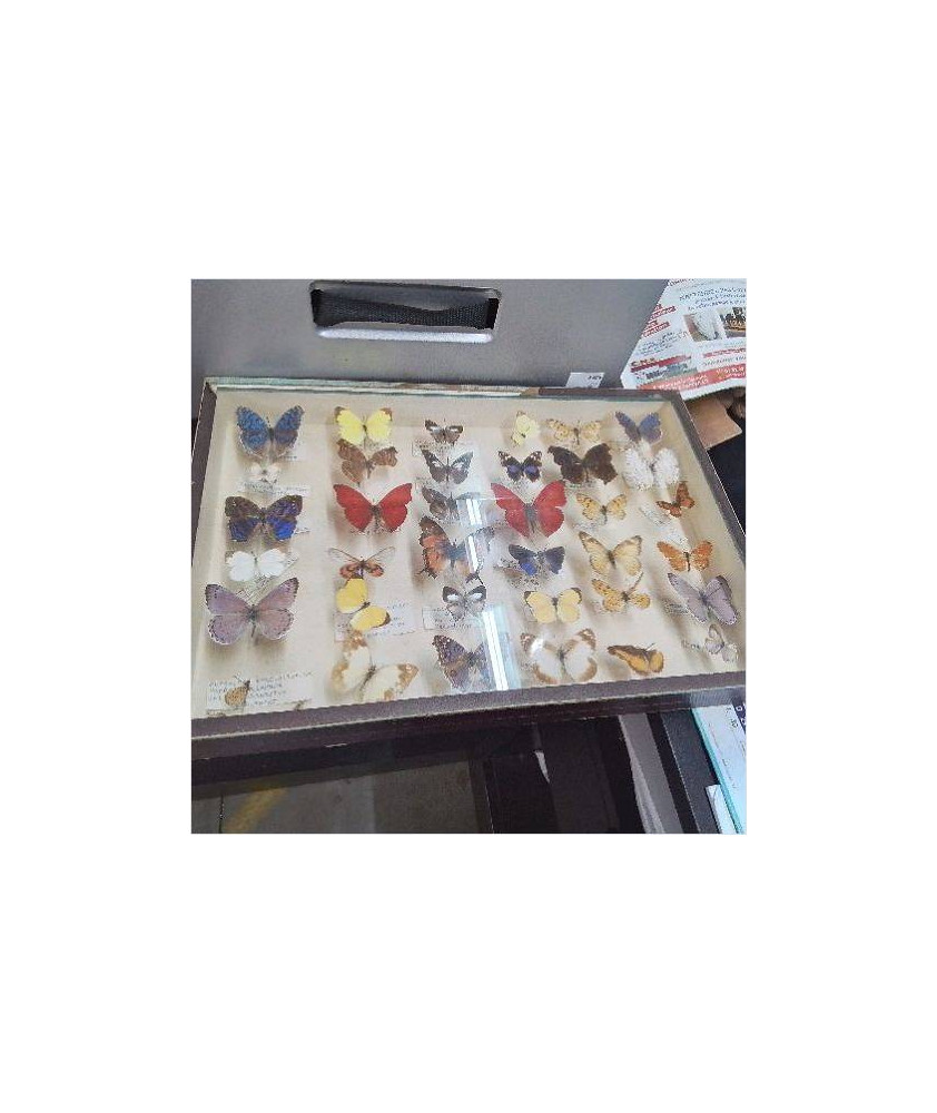 CADRE PAPILLONS 