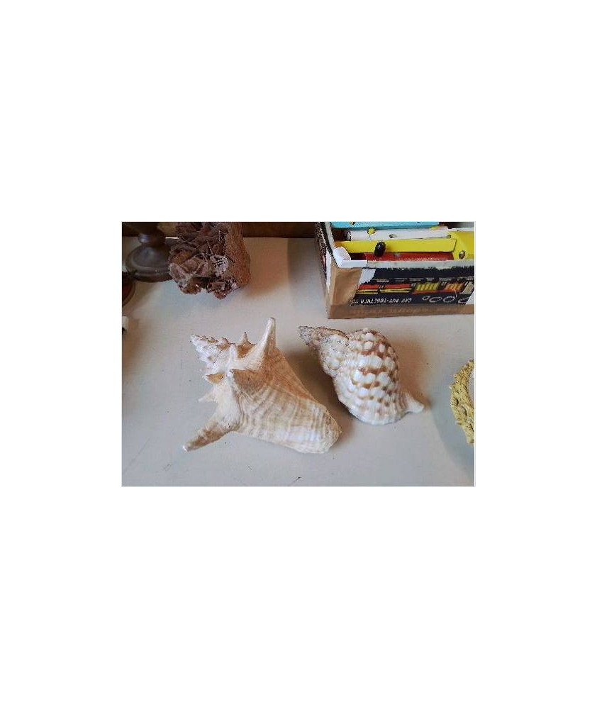 COQUILLAGE DECO 