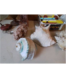 GRAND COQUILLAGE DECO 
