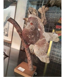 DECO PIGEON