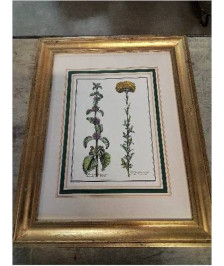 GRAVURE FLEURS CADRE MOULURÉ DORÉ 