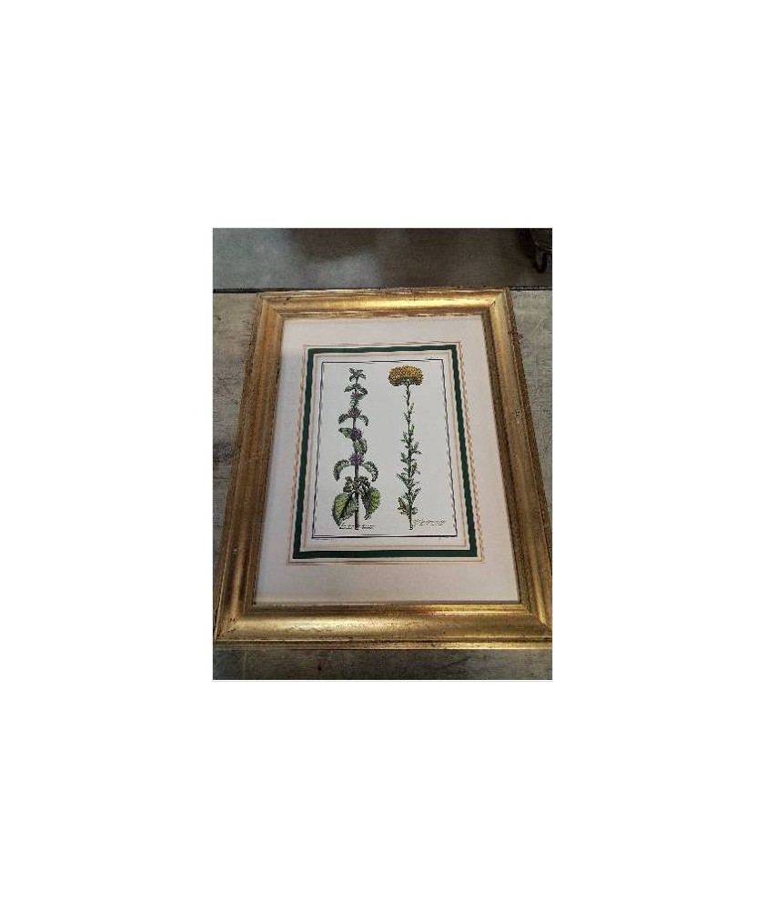 GRAVURE FLEURS CADRE MOULURÉ DORÉ 