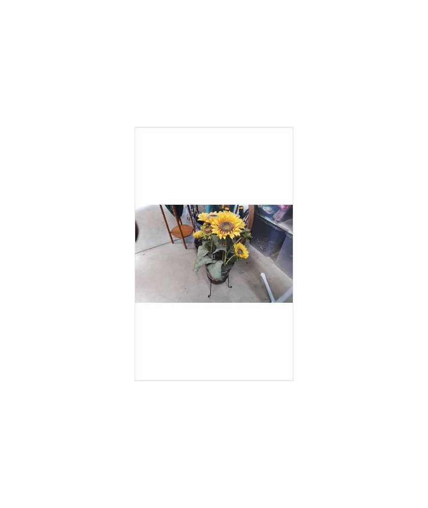 POT SUR PIED + TOURNESOLS