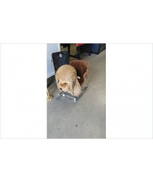CHIEN A BASCULE/ ROULETTES 