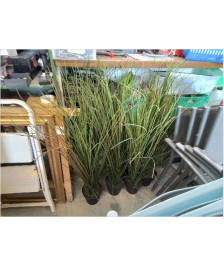 FAUSSE PLANTE 
