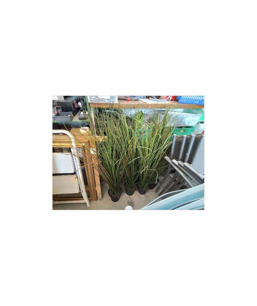FAUSSE PLANTE 