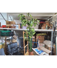 BAMBOO 