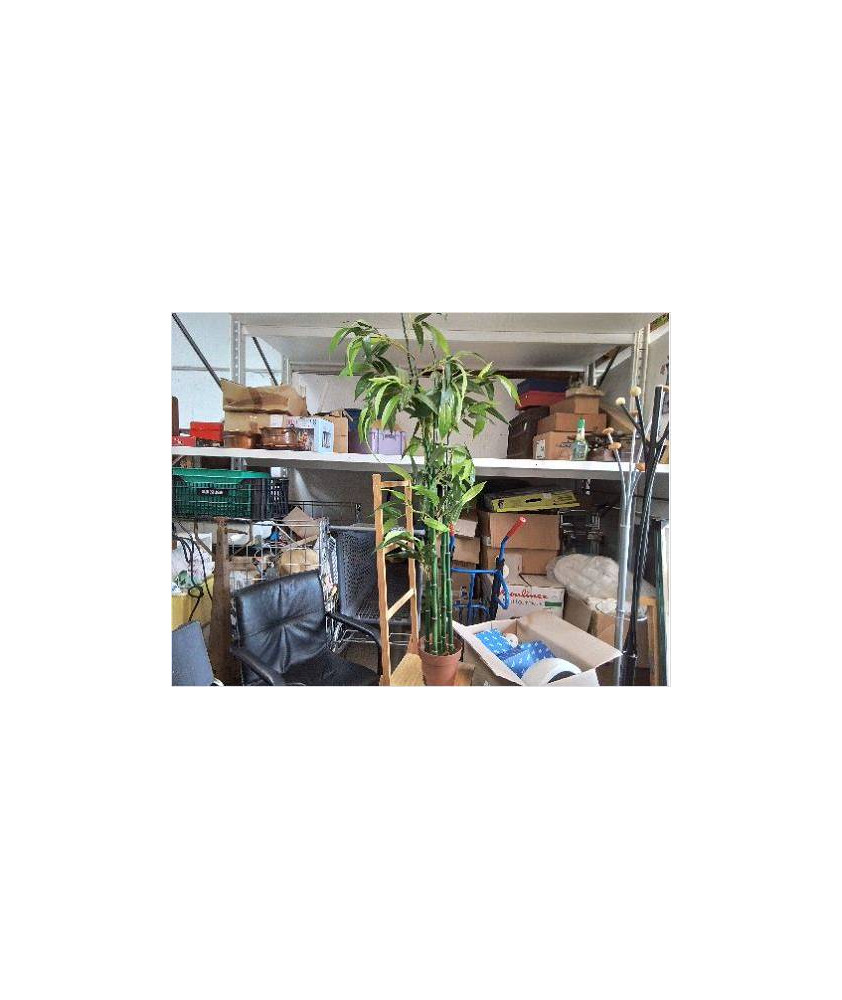 BAMBOO 