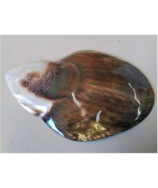 COQUILLAGE NACRE