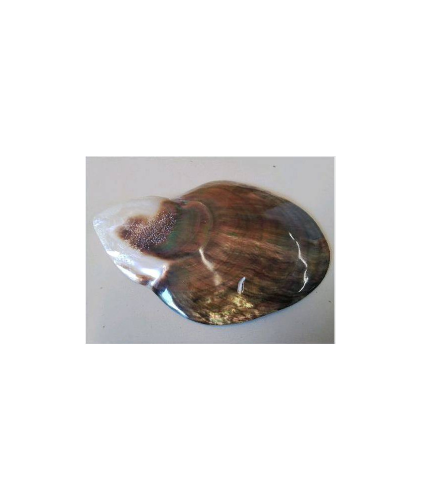 COQUILLAGE NACRE