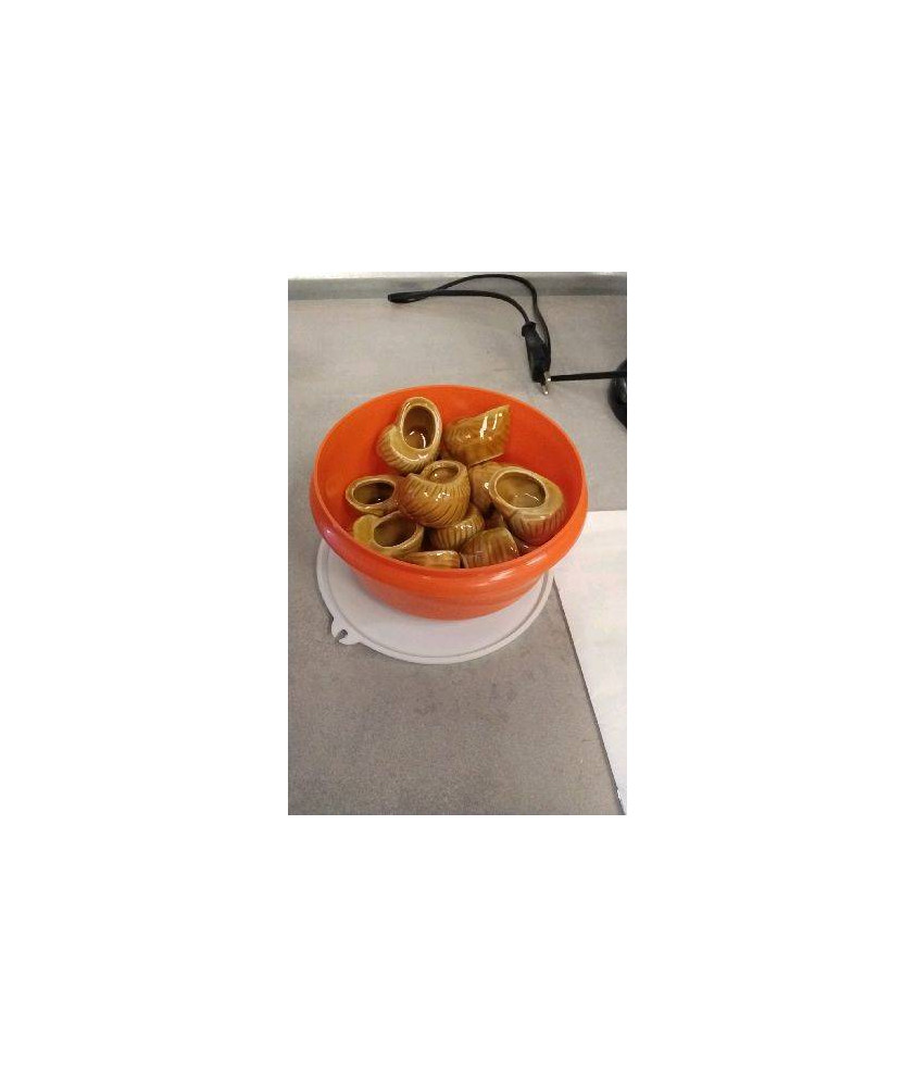 COQUILLES A ESCARGOTS LE LOT 