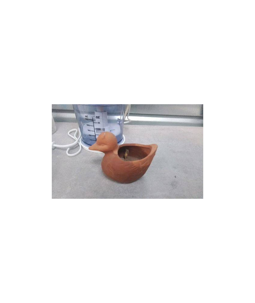 POT CANARD EN TERRE PM 