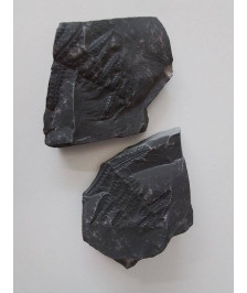 FOSSILE