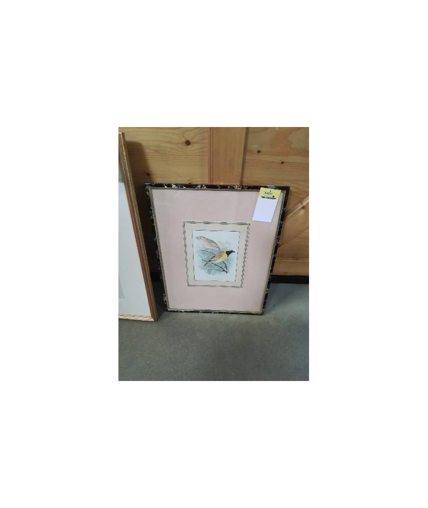 GRAVURE OISEAUX BAYA WEAVER