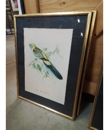 GRAVURE PLATYCERCUS FLAVEOLUS CADRE DORÉ 