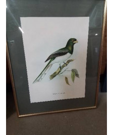GRAVURE TROGON GIGAS