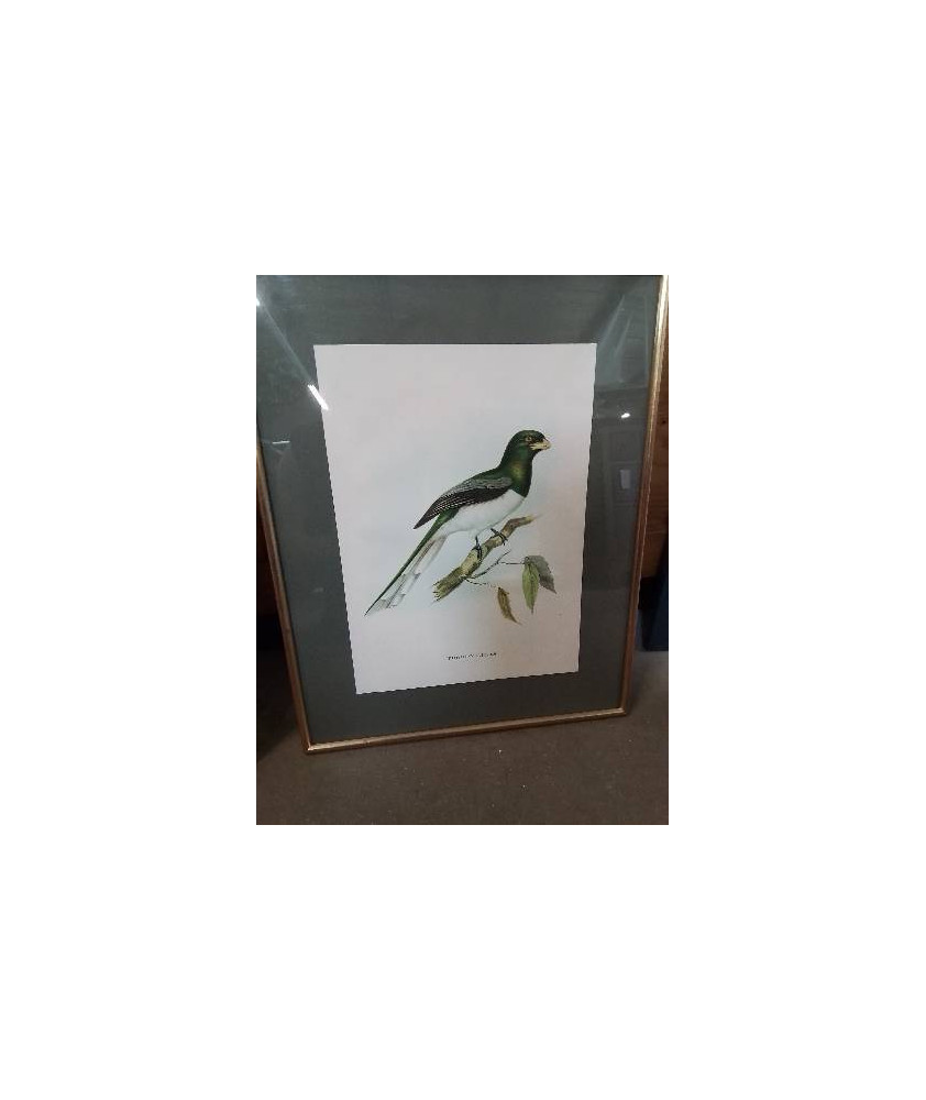 GRAVURE TROGON GIGAS