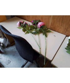 PIVOINE 