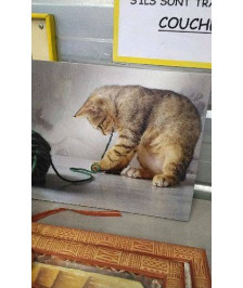 TOILE CHAT 