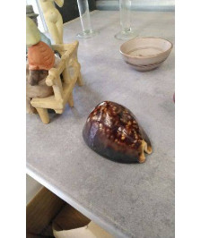 COQUILLAGE 