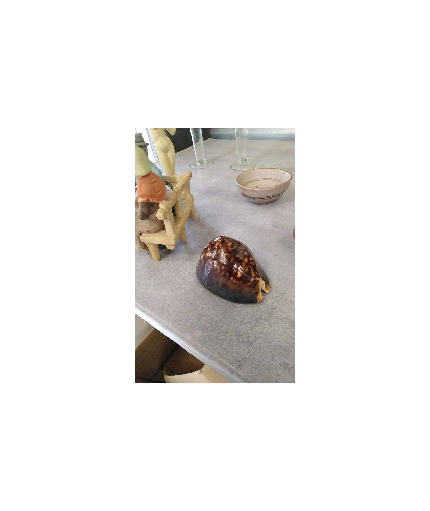 COQUILLAGE 