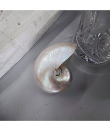COQUILLAGE NACRE