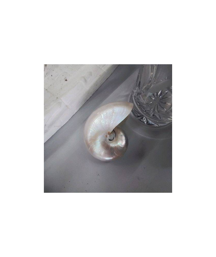 COQUILLAGE NACRE