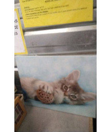 DECO TOILE CHAT