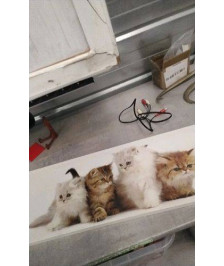 TOILE CHAT