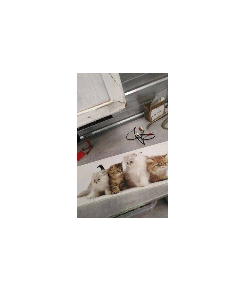 TOILE CHAT