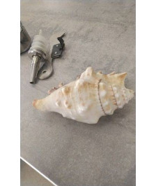 COQUILLAGE 