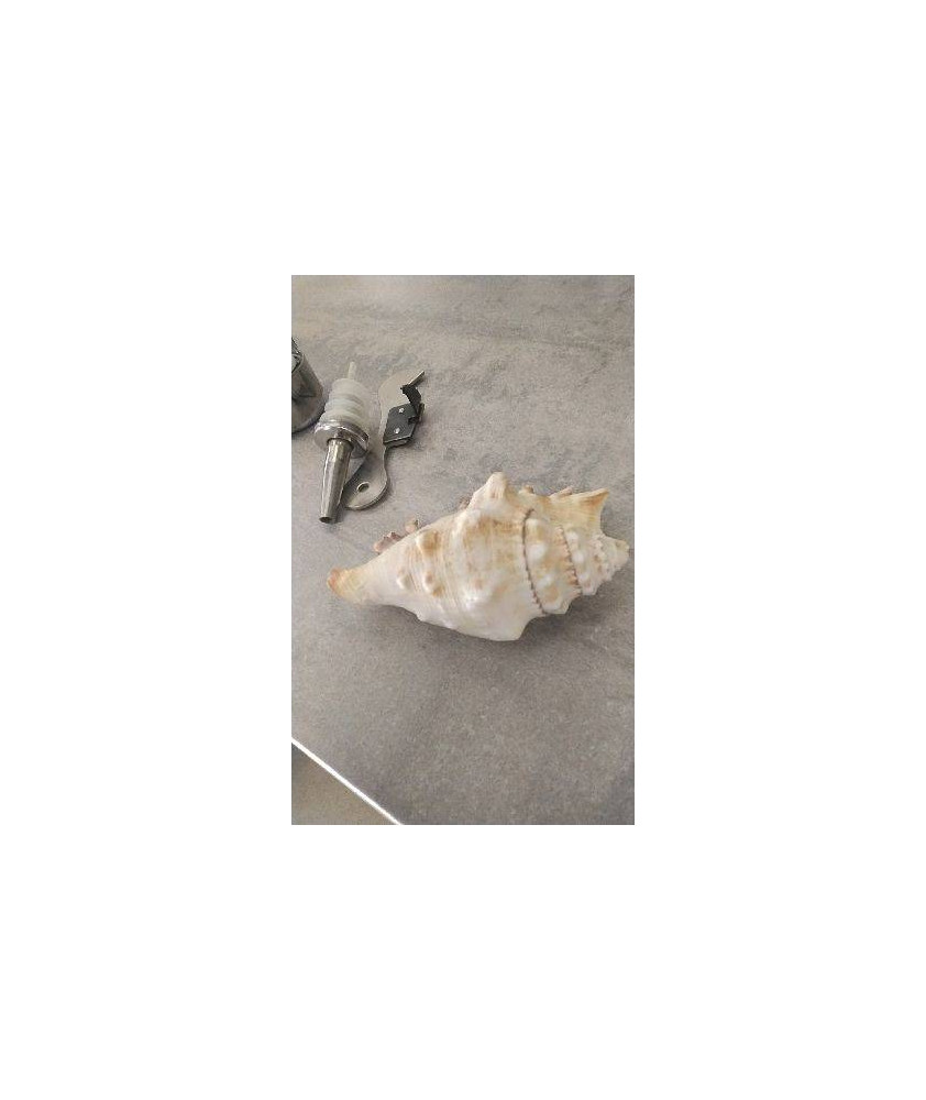 COQUILLAGE 