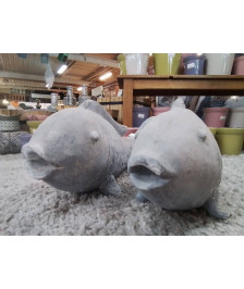 POISSON GM 