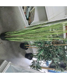 PLANTE ARTIFICIELLE MM FEUILLAGE 