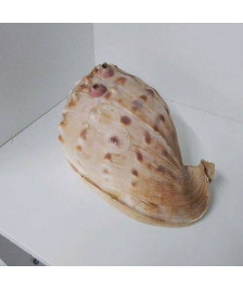 COQUILLAGE GM 