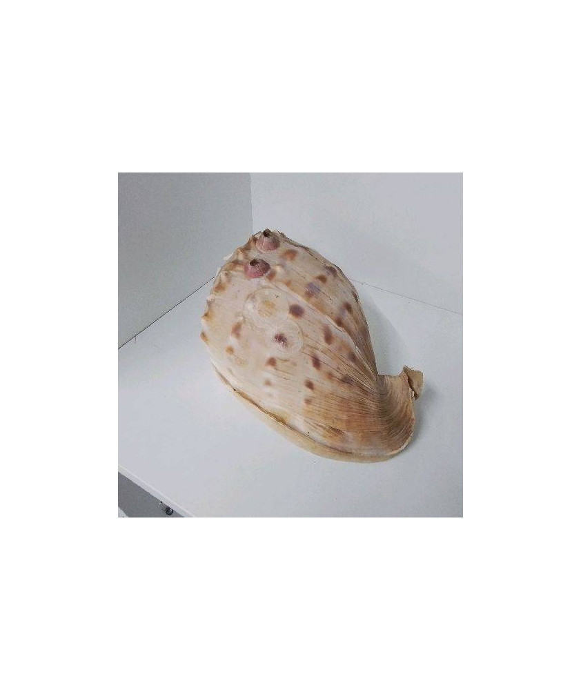 COQUILLAGE GM 