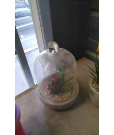 DECO CACTUS SYNTHÉTIQUE SOUS CLOCHE 