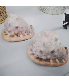COQUILLAGE