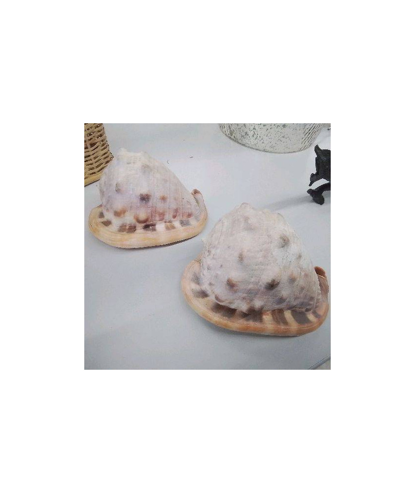COQUILLAGE